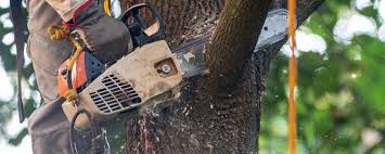 Best Tree Preservation Services  in Mccrory, AR