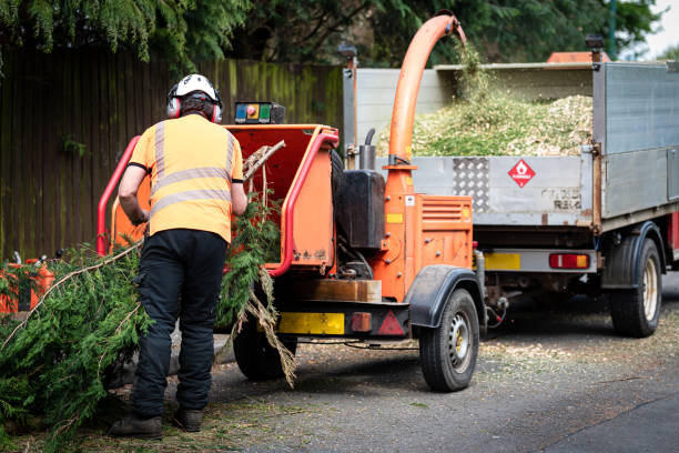 Best Tree Disease Treatment  in Mccrory, AR