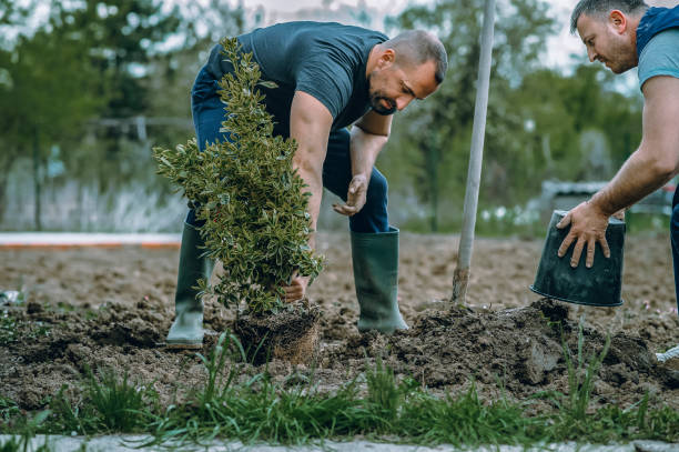 Best Lawn Grading and Leveling  in Mccrory, AR