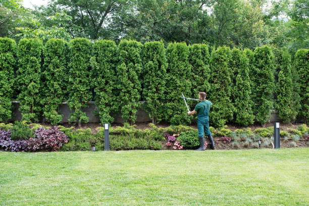 Best Hedge Trimming  in Mccrory, AR