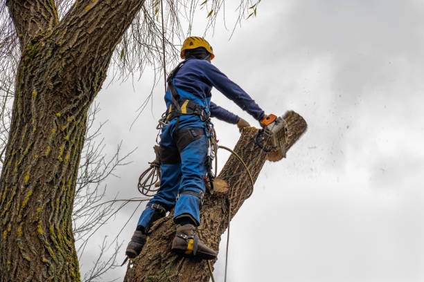 How Our Tree Care Process Works  in  Mccrory, AR